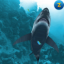 Diver vs Shark app archived