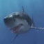 Shark War (FREE) app archived