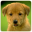 Dogs Memory Game Free app archived