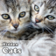 Hidden Object Games - Cats app archived