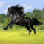 Horses Game app archived