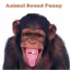 Animal Sounds Fun for kids app archived