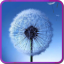Galaxy S3/S4 Fly Dandelion app archived